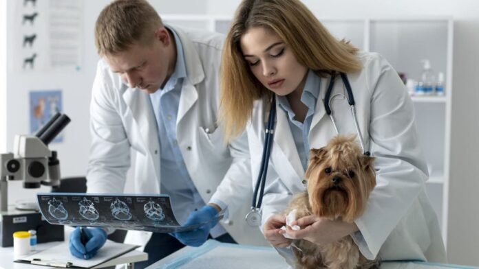 Vet Clinics in Dubai